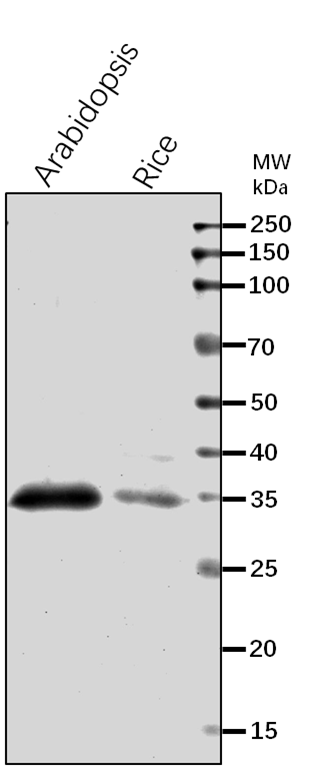 Anti-PMDH2/ Peroxisomal malate dehydrogenase 2