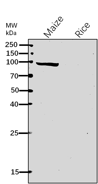 Anti-SSV/ Starch Synthase V