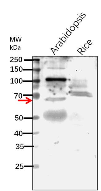 Anti-RanGAP1/ RAN GTPase-activating protein 1