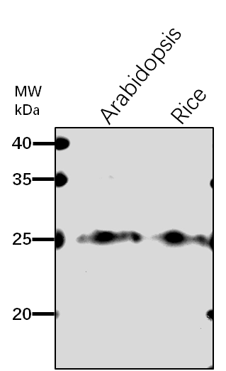 Anti-PLSP1/ Chloroplast processing peptidase