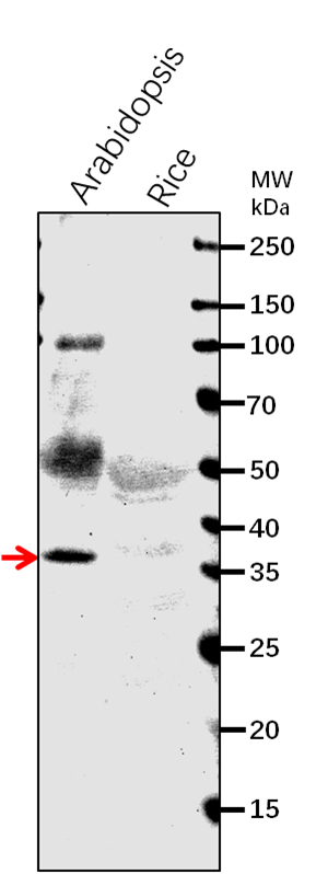 Anti-CLD1/ CHLOROPHYLL DEPHYTYLASE1