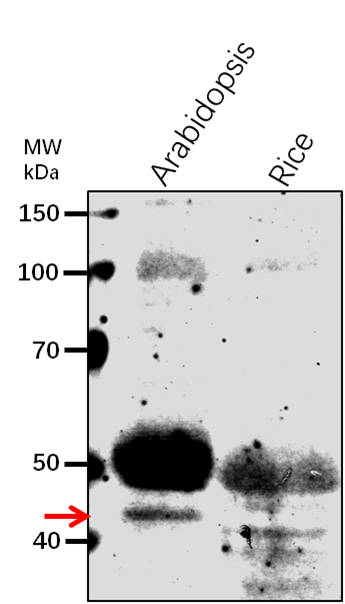 Anti-CO/ Zinc finger protein CONSTANS