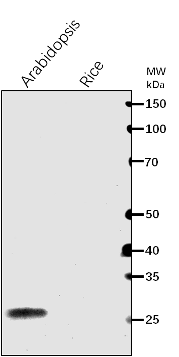 Anti-ClpP3/ ATP-dependent Clp protease proteolytic subunit 3