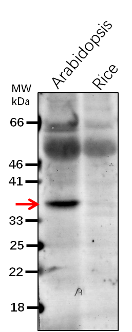 Anti-CP33/ RNA-binding protein CP33 Rabbit Antibody