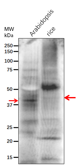 Anti-ADT6/ Arogenate dehydratase/prephenate dehydratase 6