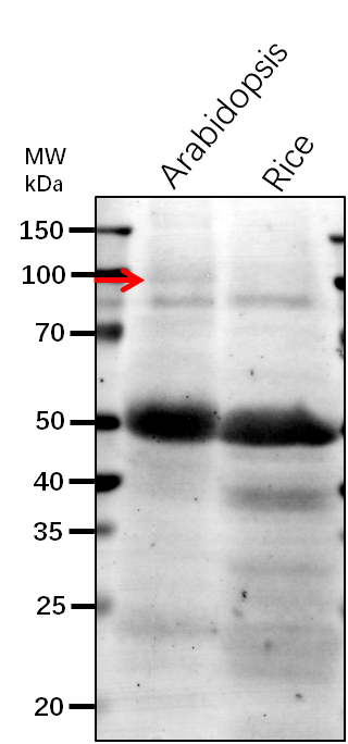 Anti-GUN1/ GENOMES UNCOUPLED 1