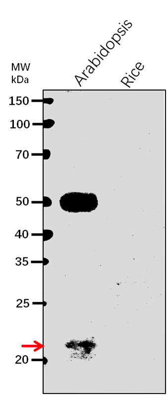 Anti-GUN4/ Genomes uncoupled 4