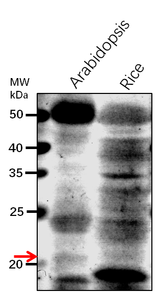 Anti-WHY3/ Single-stranded DNA-binding protein WHY3