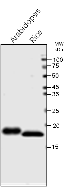 Anti-PsaD / PSI-D subunit of photosystem I rabbit antibody