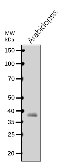 Anti-F3H/ Flavanone 3-hydroxylase