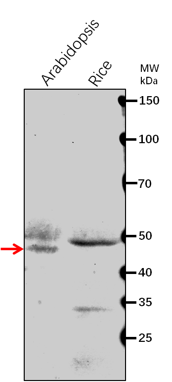 Anti-STN8/ Serine/threonine-protein kinase STN8