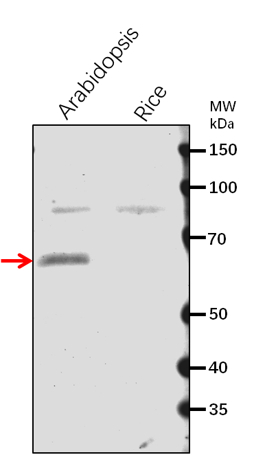 Anti-DWF1/ Delta(24)-sterol reductase