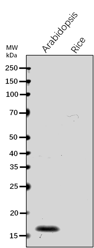 Anti-NDPK3/ Nucleoside diphosphate kinase III