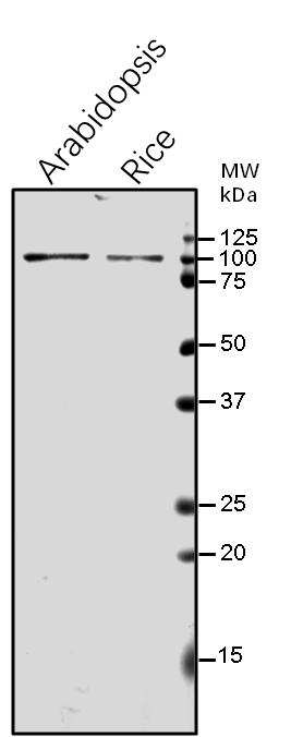 Anti-GLDP1/ Glycine dehydrogenase (decarboxylating) 1, mitoc