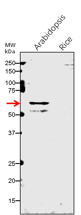 Anti-NCED4/ Probable carotenoid cleavage dioxygenase 4