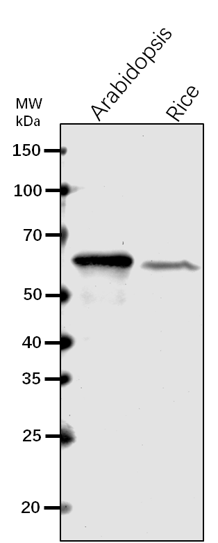 Anti-IMPA2/ Importin subunit alpha-2 rabbit antibody