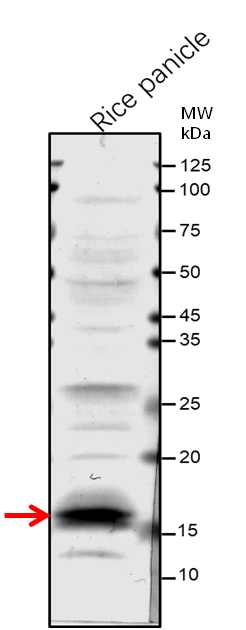 Anti-Os02g0203700 protein/ Zinc finger transcription factor