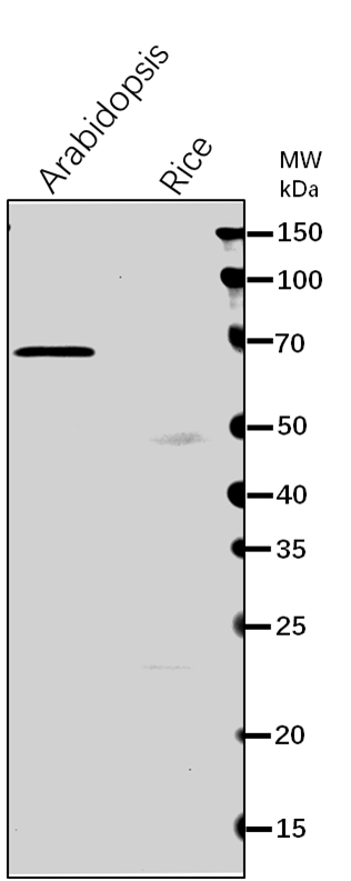 Anti-OEP80/ Outer envelope protein 80 rabbit antibody