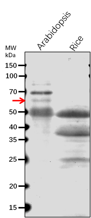 Anti-AT1G70770 protein rabbit antibody