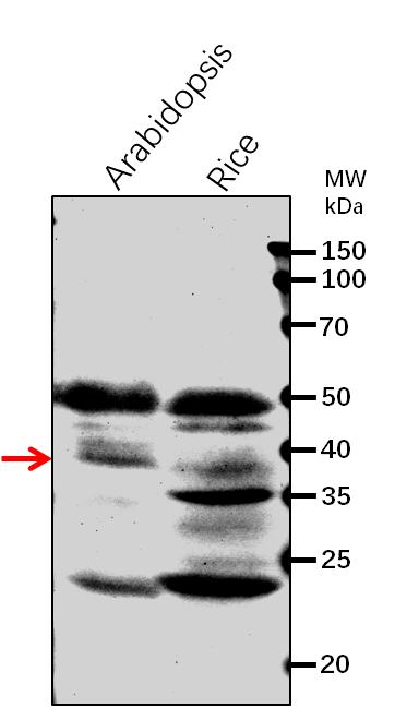 Anti-CCR1/ Cinnamoyl-CoA reductase 1 rabbit antibody