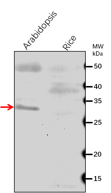 Anti-CRL/ Chromophore lyase CRL rabbit antibody