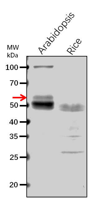 Anti-PLPD1/ Dihydrolipoyl dehydrogenase 1 rabbit antibody