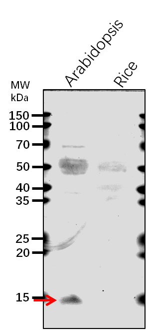 Anti-PR1/ Pathogenesis-related protein 1