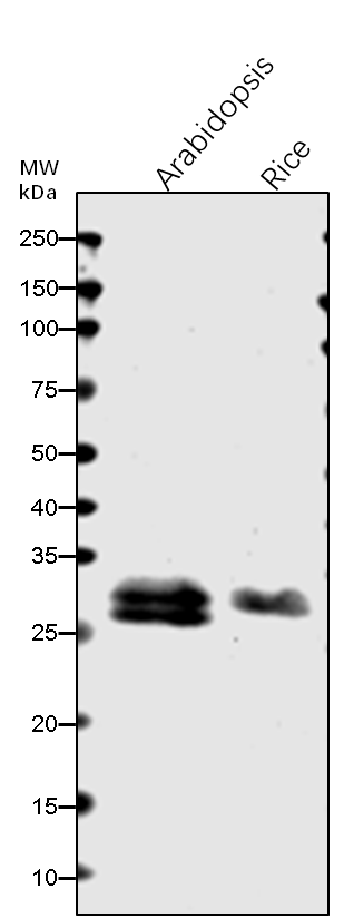 Anti-GRF6/ 14-3-3-like protein GF14 lambda