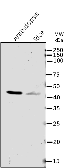 Anti-CFBP1/ Fructose-1,6-bisphosphatase 1, chloroplastic