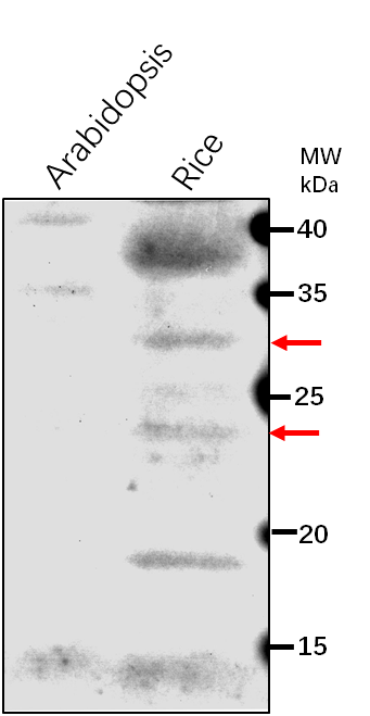 Anti-PNSL3/ oxygen evolving enhancer protein 3 domain contai