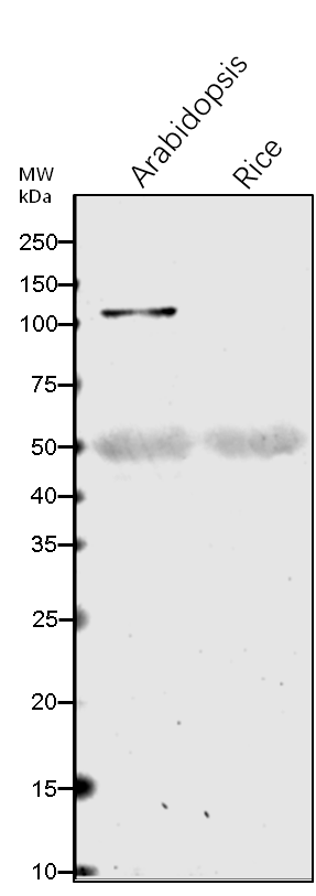 Anti-PHOT2/ Phototropin-2 rabbit antibody