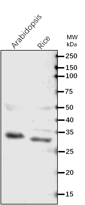 Anti-PGLP1/ Phosphoglycolate phosphatase 1A