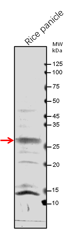 Anti-Os06g0666100 protein/ zinc-binding protein