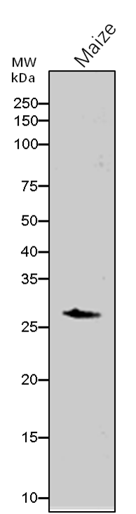 Anti-Probable 6-phosphogluconolactonase