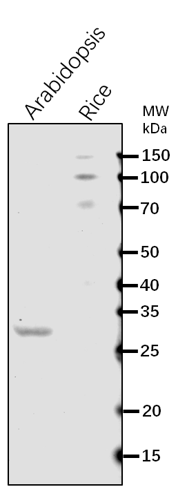 Anti-CP29A/ 29 kDa ribonucleoprotein, chloroplastic
