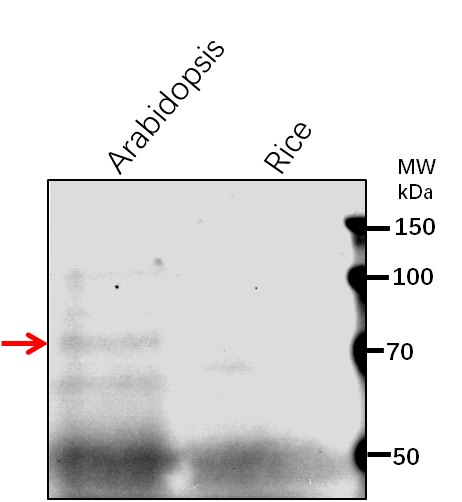 Anti-EIN3/ Protein ETHYLENE INSENSITIVE 3