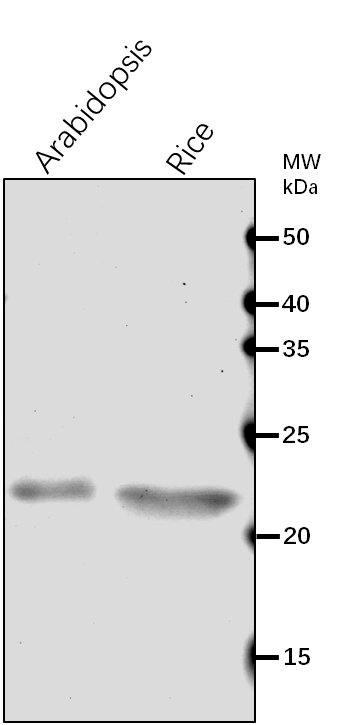 Anti-Lhca2/ Photosystem I chlorophyll a/b-binding protein 2