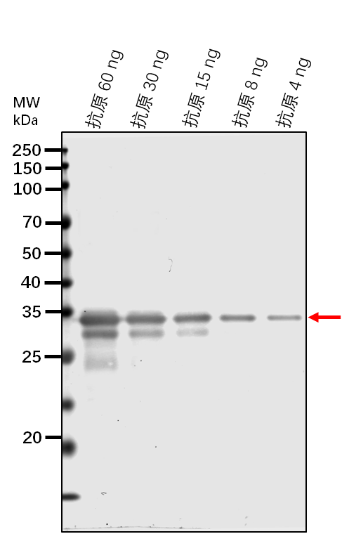 Anti-RBOHD/ Respiratory burst oxidase homolog protein D