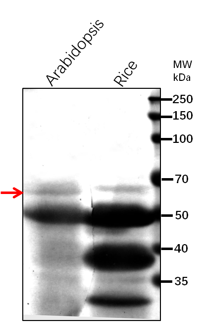 Anti-NPR1/ Regulatory protein NPR1