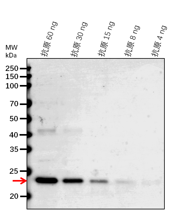 Anti-CLH1/ Chlorophyllase-1