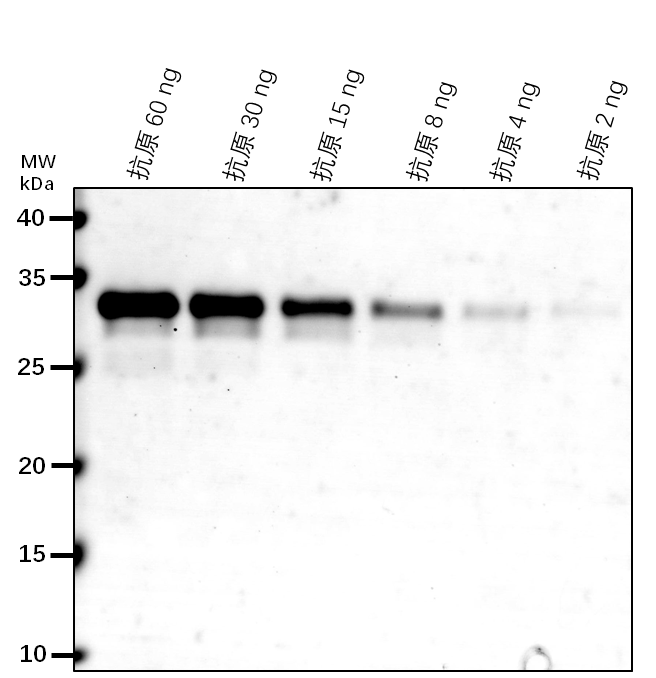 Anti-CHL/LCNP/ Chloroplastic lipocalin