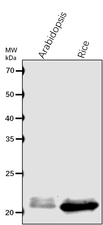 Anti-Lhcb6/CP24/ Chlorophyll a-b binding protein