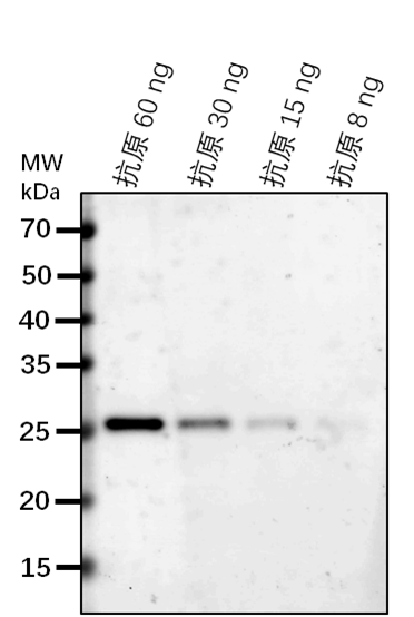 Anti-ETR1/ Ethylene receptor 1