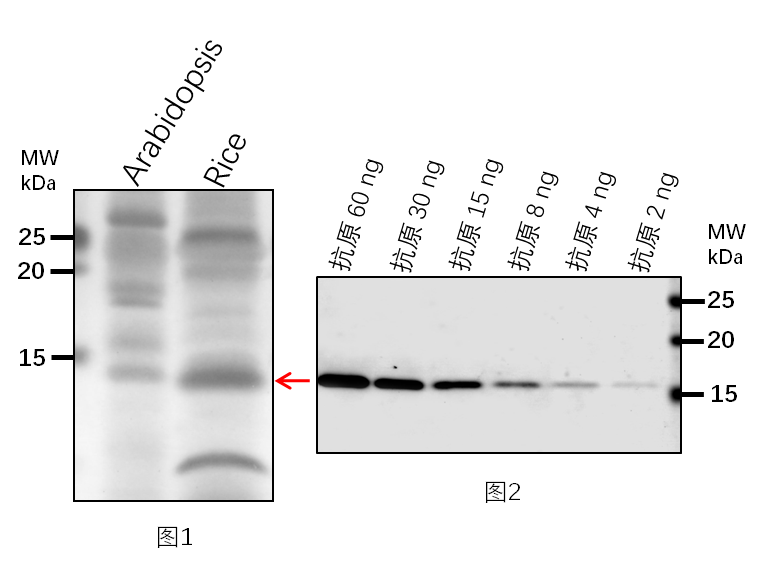 Anti-FRO1/ NADH dehydrogenase [ubiquinone] iron-sulfur prote