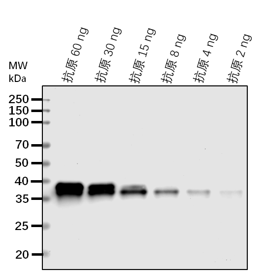 Anti-FVE/ WD-40 repeat-containing protein MSI4