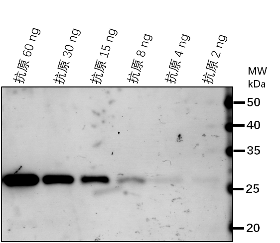 Anti-SUN2/ SUN domain-containing protein 2