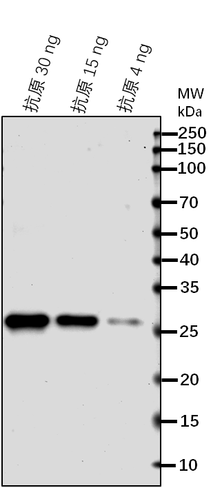 Anti-Uncharacterized methyltransferase At1g78140