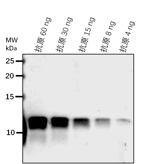 Anti-Lhca5/ Photosystem I chlorophyll a/b-binding protein 5