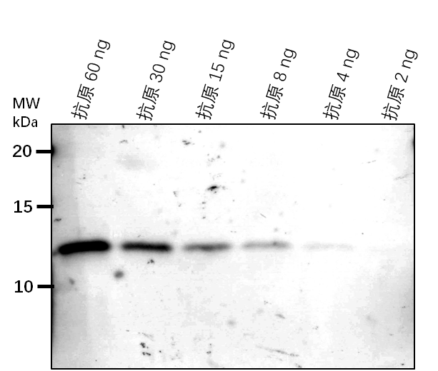 Anti-Lhca6/ Photosystem I chlorophyll a/b-binding protein 6