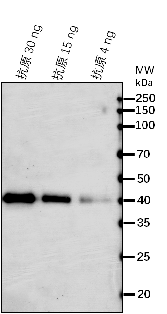 Anti-CDC5/ Cell division cycle 5-like protein